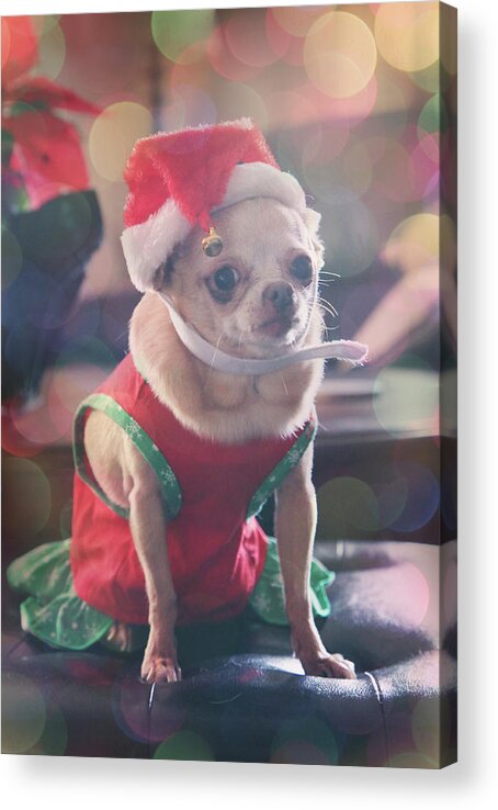 Dogs Acrylic Print featuring the photograph Santa's Little Helper by Laurie Search