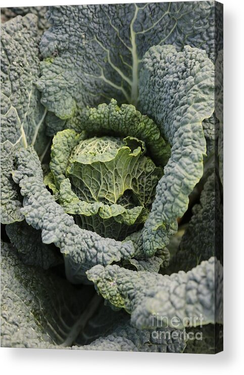 Savoy Cabbage Acrylic Print featuring the photograph Savoy Cabbage in the Vegetable Garden by Carol Groenen