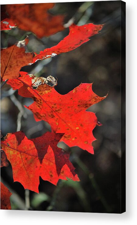 Autumn Acrylic Print featuring the photograph Scarlet Autumn by Ron Cline