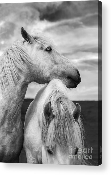 Horses Acrylic Print featuring the photograph Scottish Horses by Diane Diederich