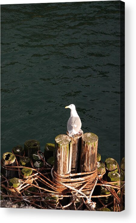 Seagull Acrylic Print featuring the photograph Seagull by Carol Eliassen