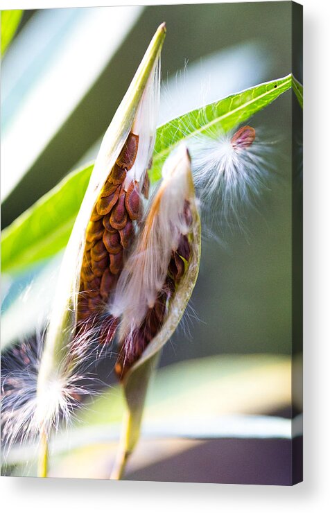 Milkweed Acrylic Print featuring the photograph Seeds by Dart Humeston