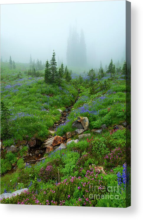 Meadow Acrylic Print featuring the photograph Sentinels in the Mist by Michael Dawson