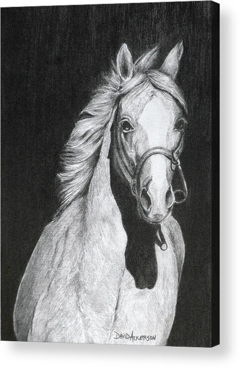 Horses.animals Acrylic Print featuring the drawing Shadow by David Ackerson