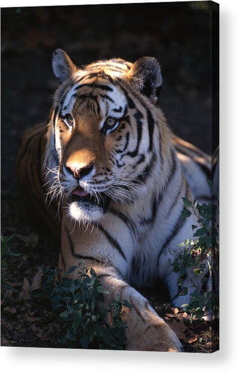Tiger Acrylic Print featuring the photograph Siberian Tiger Executive Portrait by John Harmon
