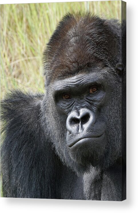 Animals Acrylic Print featuring the photograph Silverback Gorilla 13 by Ernest Echols
