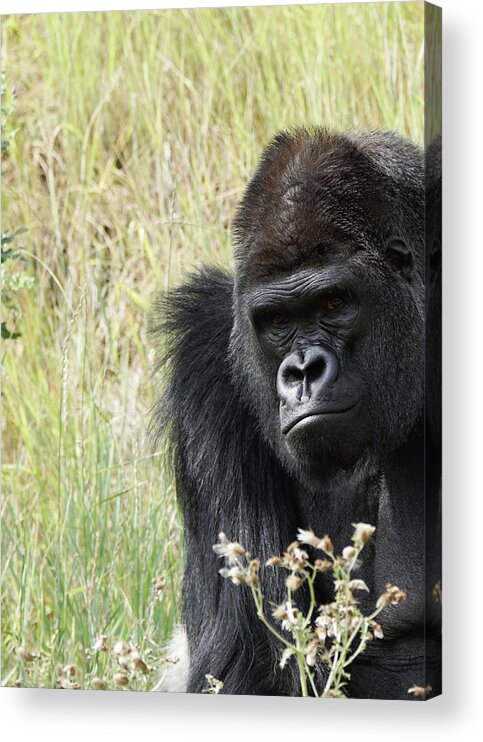 Animals Acrylic Print featuring the photograph Silverback Gorilla 9 by Ernest Echols