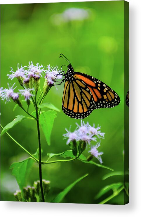 Butterfly Acrylic Print featuring the photograph Simple Beauty by Tom Potter