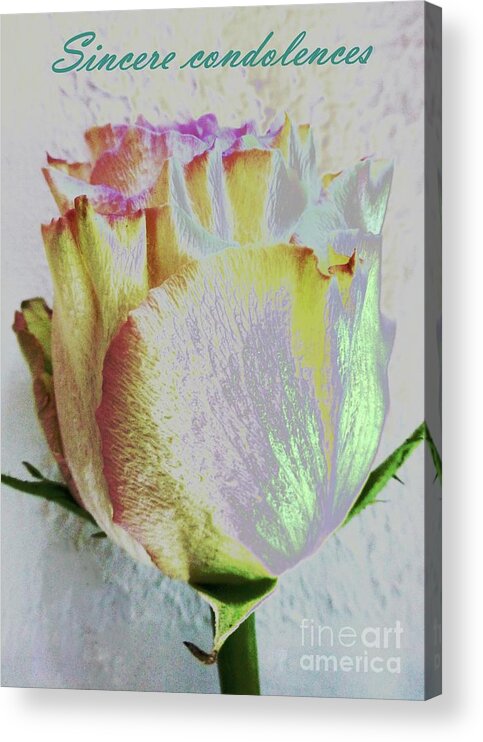 Condolences Acrylic Print featuring the photograph SIncere condolences rose card by Barbie Corbett-Newmin