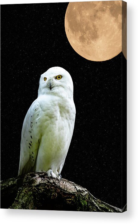 Snowy Owl Acrylic Print featuring the photograph Snowy owl Under the Moon by Scott Carruthers