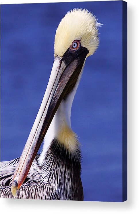 Southport Acrylic Print featuring the photograph Southport Pelican by Nick Noble