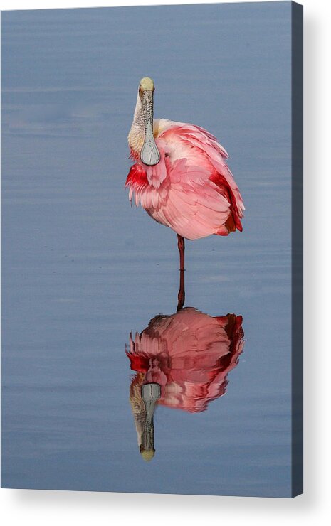 Spoonbill Acrylic Print featuring the photograph Spoonbill and Reflection by Dorothy Cunningham