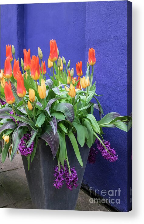 Tulips Acrylic Print featuring the photograph Spring Colour by Philip Preston