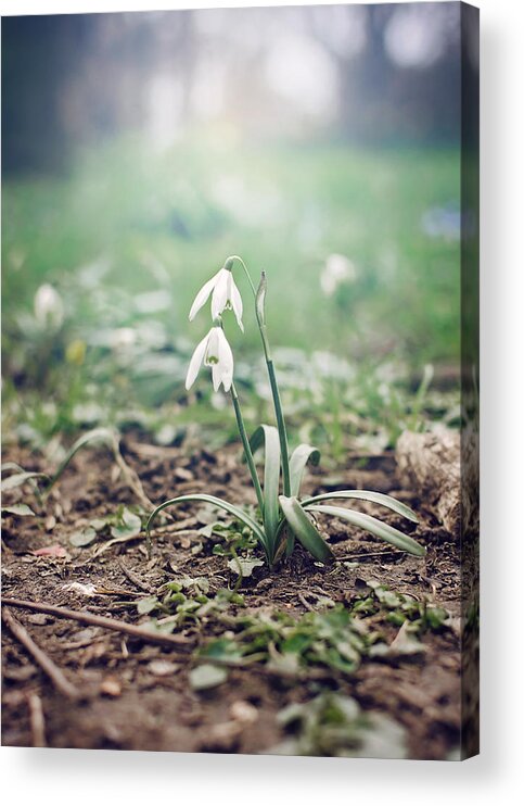 Spring Acrylic Print featuring the photograph Spring Rising by Heather Applegate