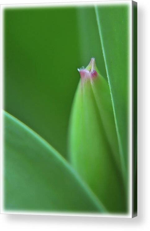 Flower Acrylic Print featuring the photograph Spring Tulip by Susan Cliett