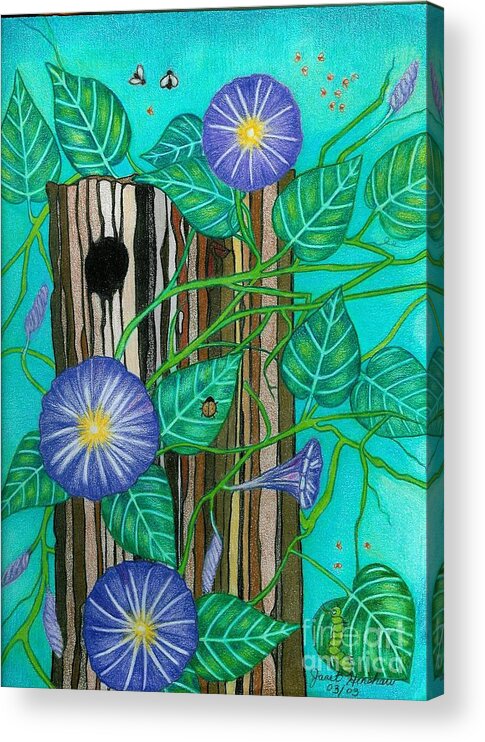 Nature Acrylic Print featuring the drawing Springtime Purple Morning Glories by Janet Hinshaw