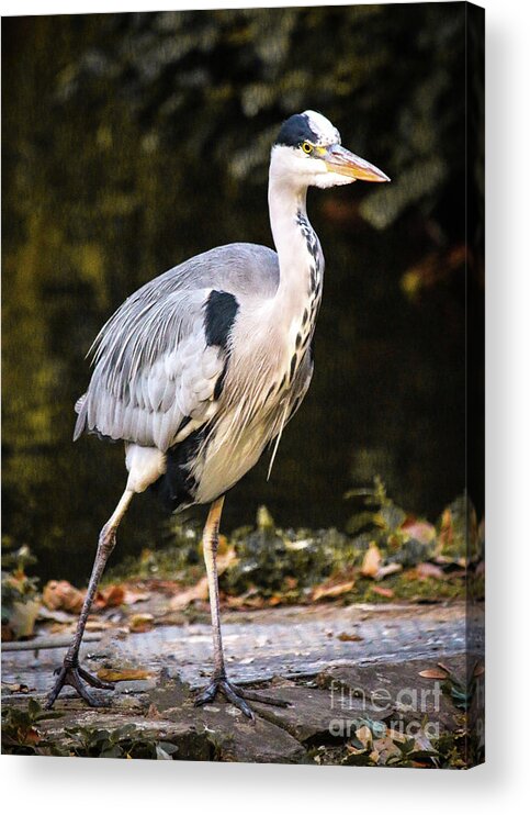 Heron Acrylic Print featuring the photograph St James Park Heron by Veronica Batterson