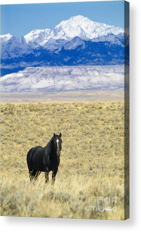 Black Horse In Open Range Acrylic Print featuring the photograph Standing Horse by Bon and Jim Fillpot