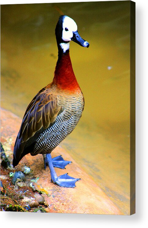 Duck Acrylic Print featuring the photograph Standing Tall by Nick Gustafson