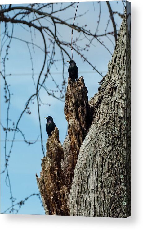Jan Holden Acrylic Print featuring the photograph Starlings Times Two by Holden The Moment