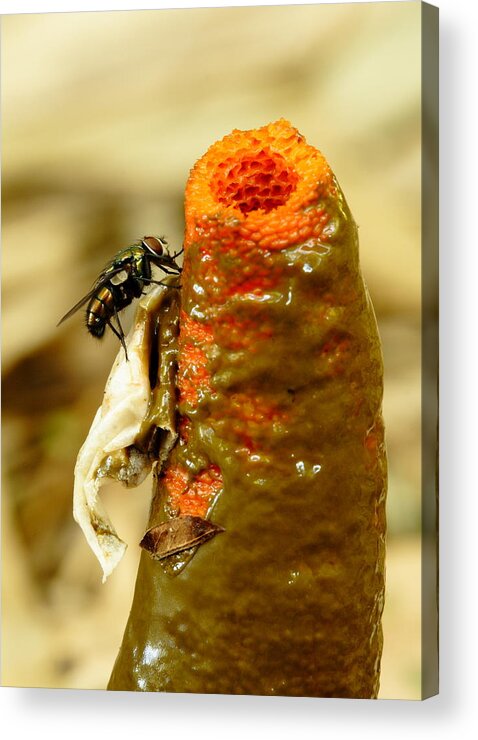Mutinus Elegans Acrylic Print featuring the photograph Tip Of Stinkhorn Mushroom With Fly by Daniel Reed