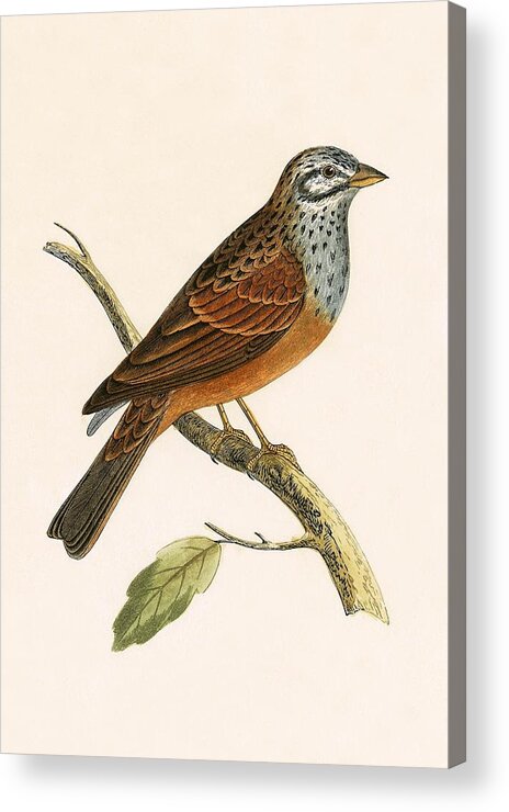 Bird Acrylic Print featuring the painting Striolated Bunting by English School