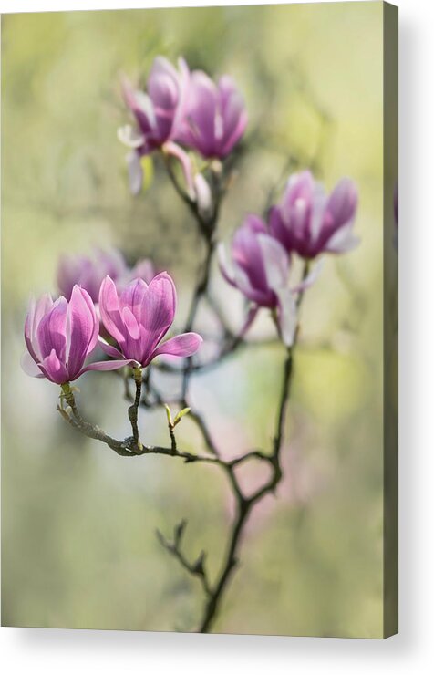 Magnolia Acrylic Print featuring the photograph Sunny impression with pink magnolias by Jaroslaw Blaminsky