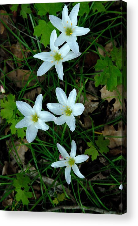 Flowers Acrylic Print featuring the photograph Swamp lilies by David Campione