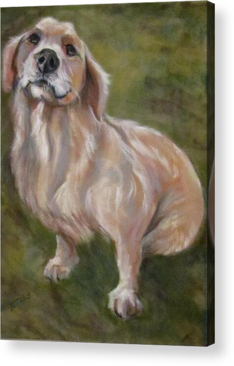 Dog Acrylic Print featuring the pastel Sweet Golden by Barbara O'Toole
