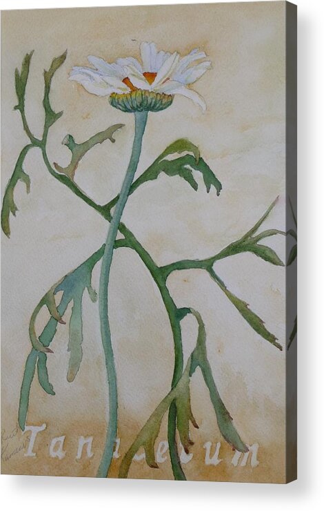 Flower Acrylic Print featuring the painting Tanacetum by Ruth Kamenev