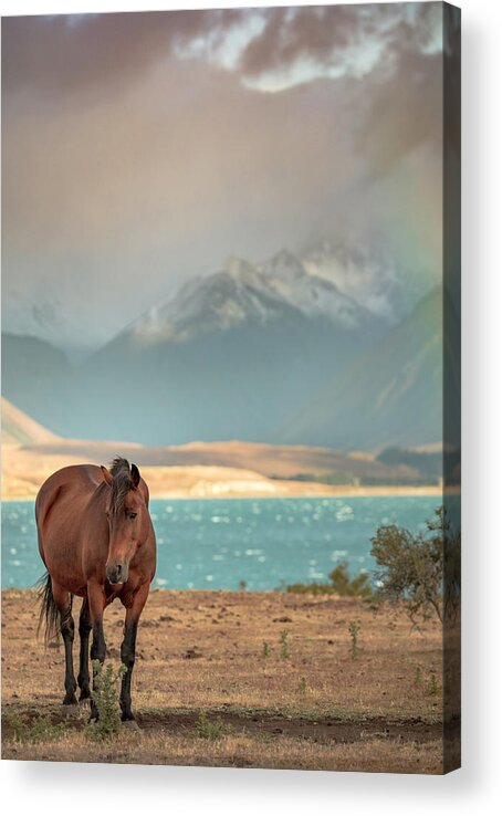 New Zealand Acrylic Print featuring the photograph Tekapo Horse by Chris Cousins