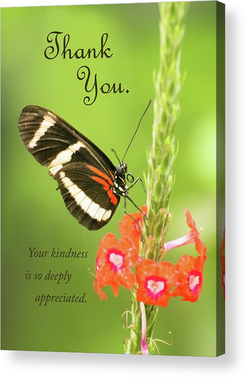 American Southwest Acrylic Print featuring the photograph Thank You - Butterfly by James Capo