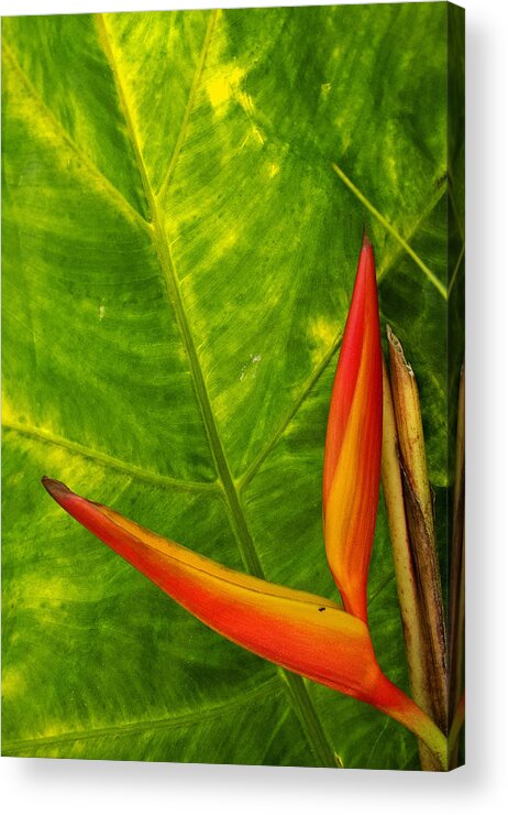 Scenic Acrylic Print featuring the photograph The Bird of Paradise by Doug Davidson
