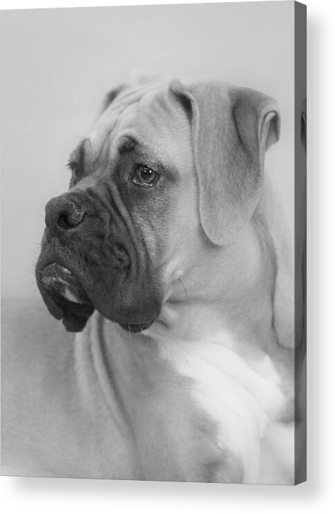 Boxer Dog Acrylic Print featuring the photograph The Boxer Dog - the Gentleman amongst dogs by Alexandra Till