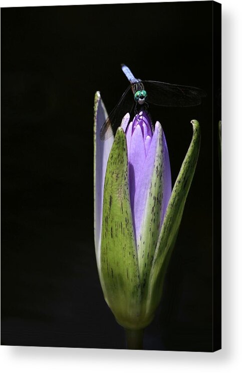 Bud Acrylic Print featuring the photograph The Dragonfly and the Water Lily by Sabrina L Ryan