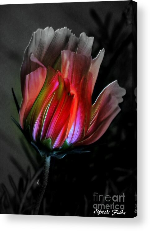Flower Acrylic Print featuring the mixed media The Lamp by Elfriede Fulda