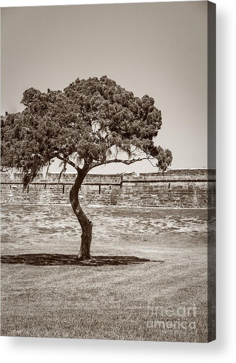 Castillo De San Marcos Acrylic Print featuring the photograph The Lone Tree by Todd Blanchard
