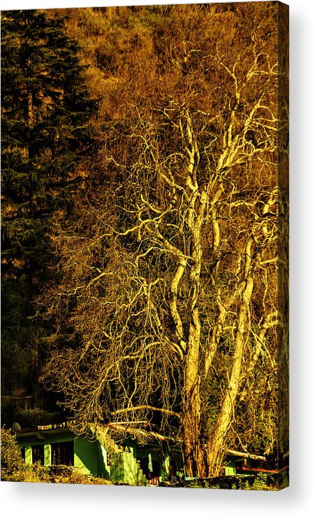 Tree Acrylic Print featuring the photograph The Tree And The House by Rajiv Chopra