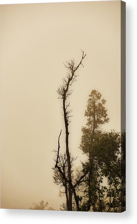 India Acrylic Print featuring the photograph The Trees Against The Mist by Rajiv Chopra