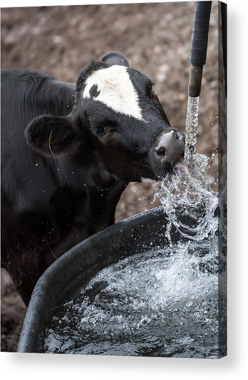 Cow Acrylic Print featuring the photograph Thirsty Cow by Holden The Moment