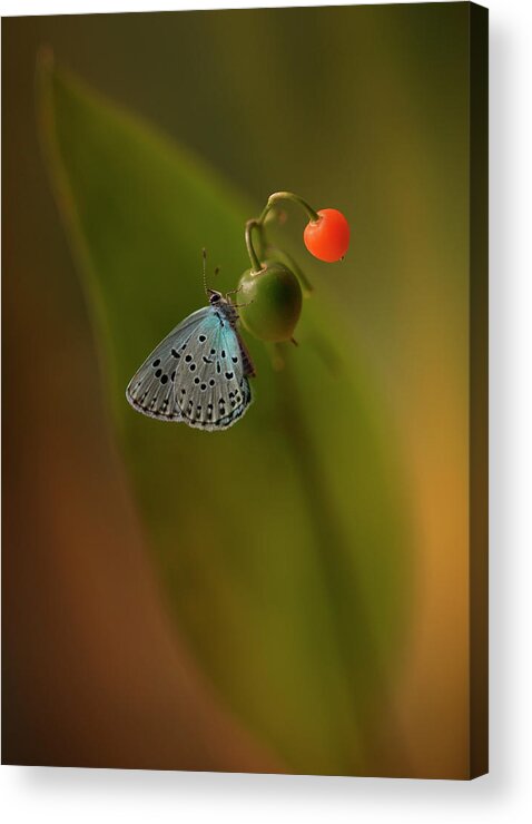 Macro Acrylic Print featuring the photograph Three colours by Jaroslaw Blaminsky