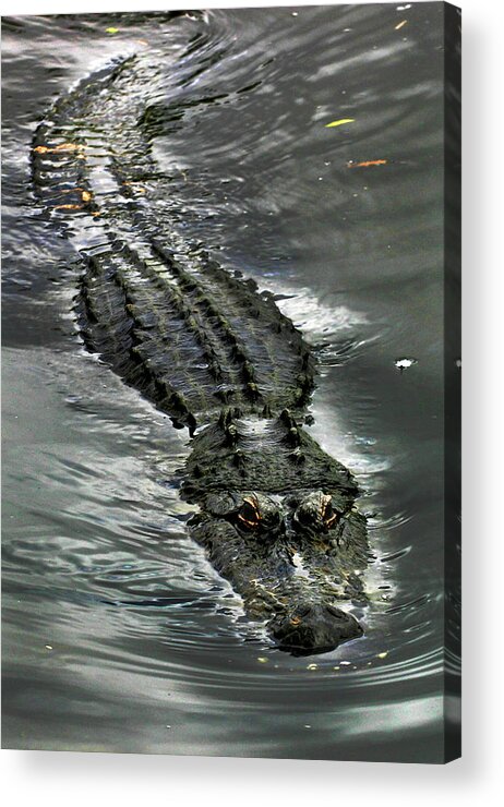 Gator Acrylic Print featuring the photograph Tick Tock by Anthony Jones