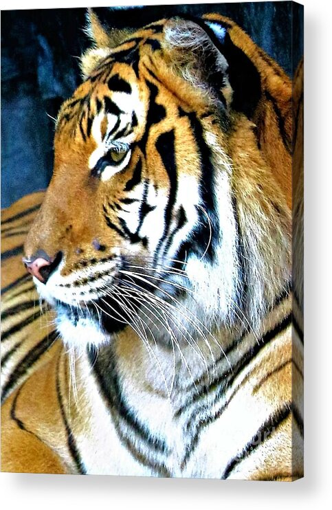 Tiger Acrylic Print featuring the photograph Tiger Profile Macro by Diann Fisher