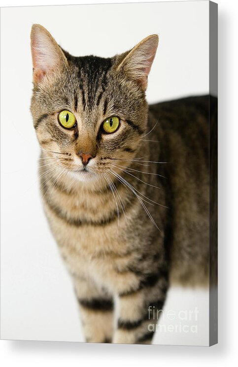 Cat Acrylic Print featuring the photograph Toby by Dean Birinyi