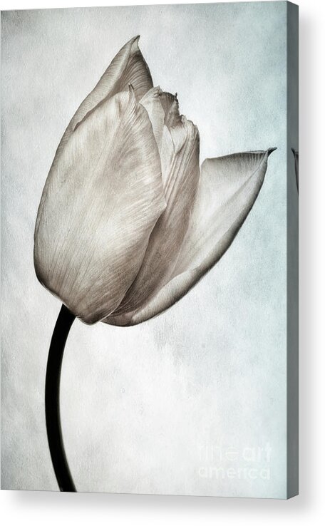 Tulip Acrylic Print featuring the photograph Toned Tulip by John Edwards