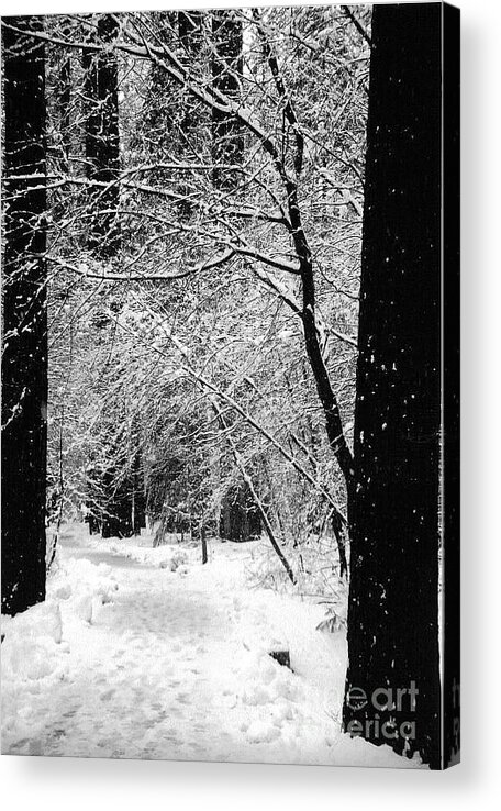 Landscape Acrylic Print featuring the photograph Tracks in the snow by Richard Verkuyl