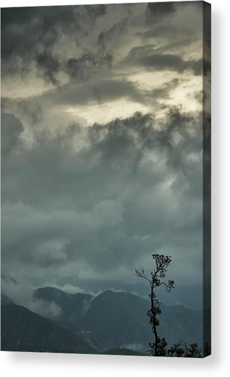 India Acrylic Print featuring the photograph Tree. Bright Light by Rajiv Chopra