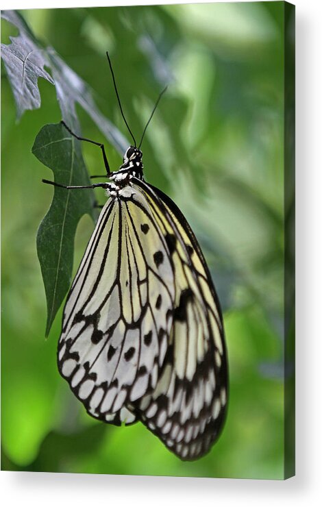 Butterfly Acrylic Print featuring the photograph Tree Nymph by Juergen Roth