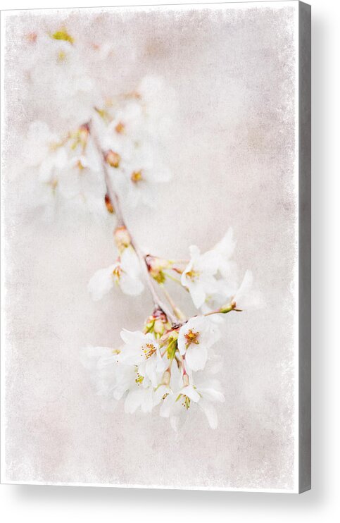 Flowers Acrylic Print featuring the photograph Triadelphia Cherry Blossoms by Jill Love