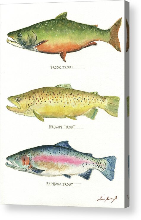 Brook Trout Acrylic Print featuring the painting Trout species by Juan Bosco